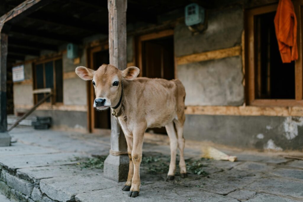 भारतीय गाय