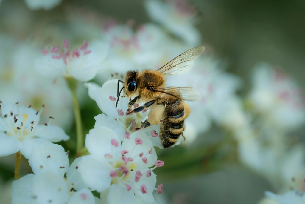 bee farming