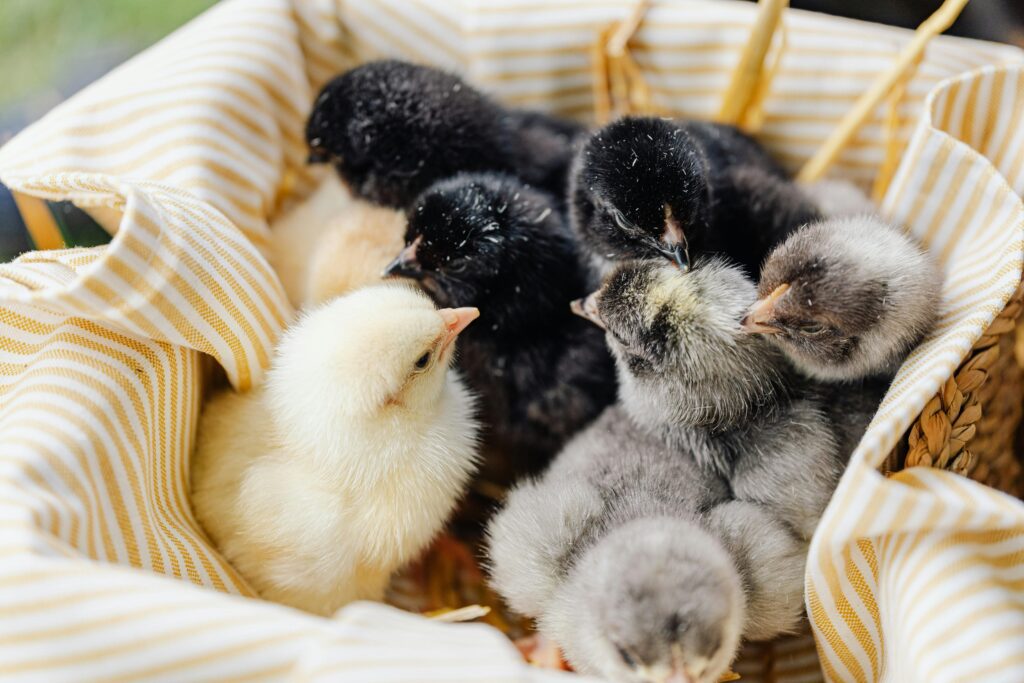 poultry farming