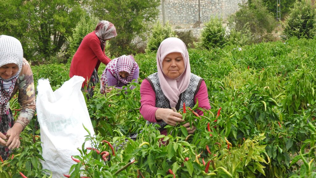 traditional farming