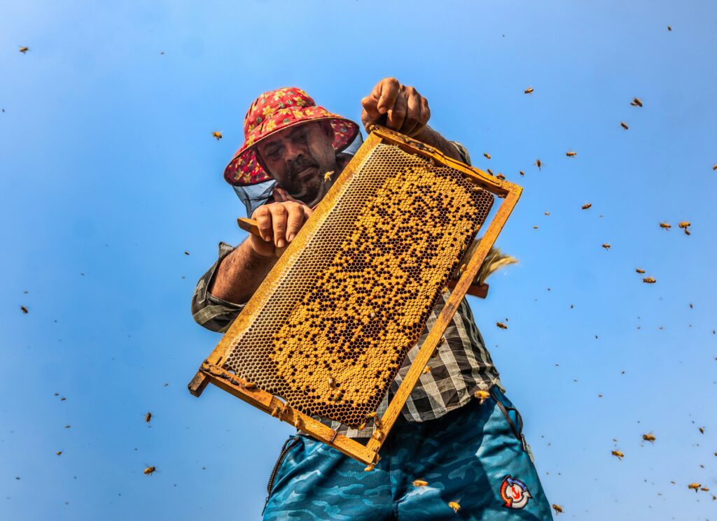 bee farming
