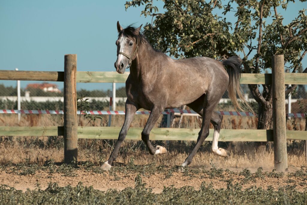 horse breeds
