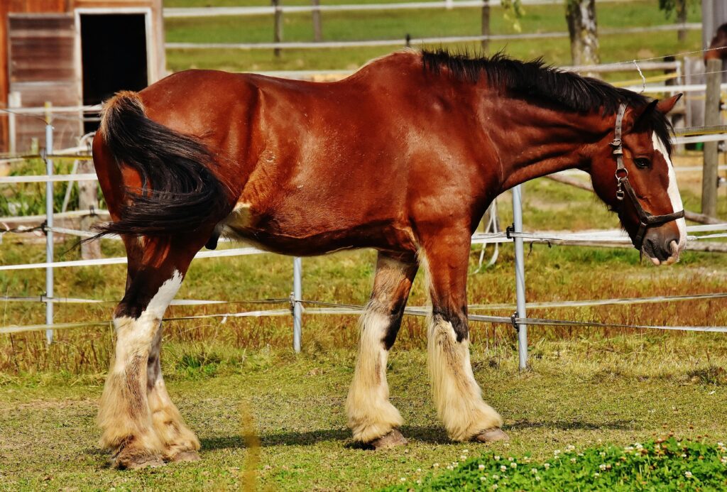 horse breeds