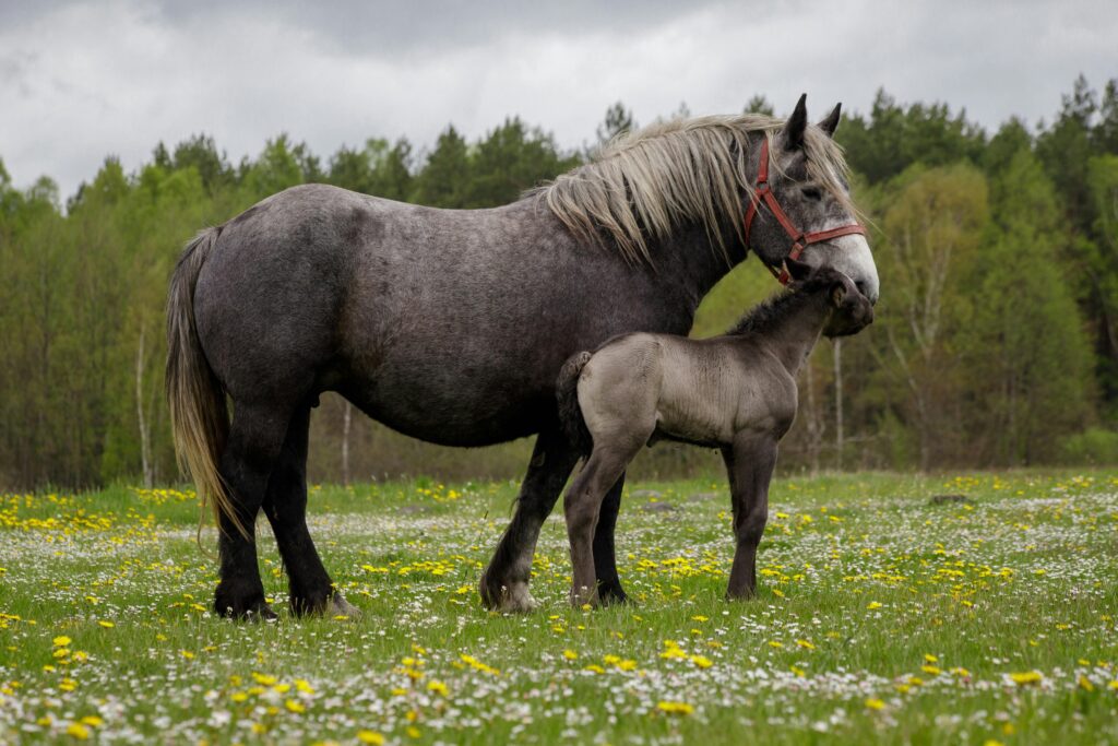 horse breeding