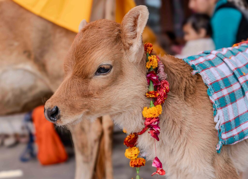 भारतीय गाय