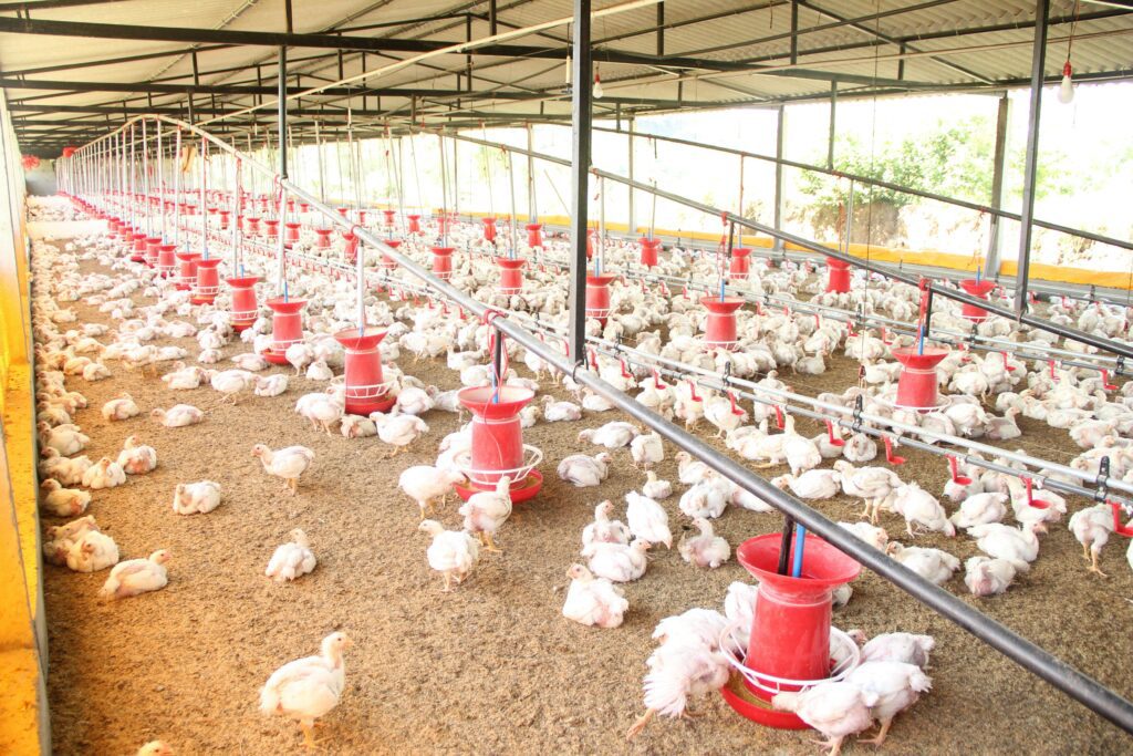 poultry farming