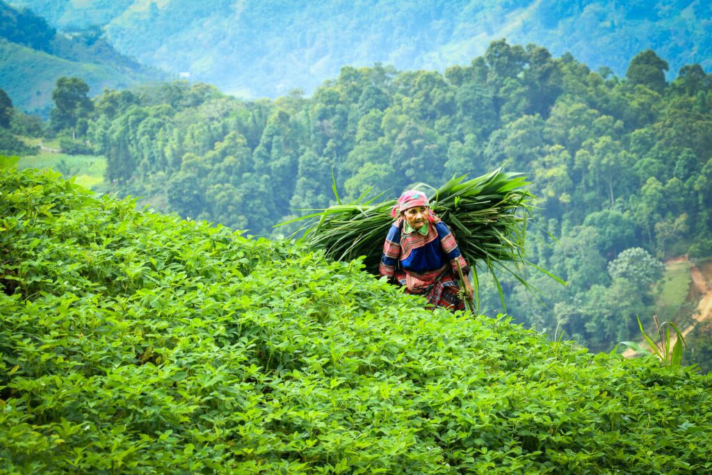 subsistence farming