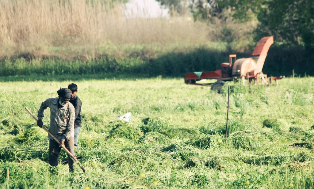 traditional farming
