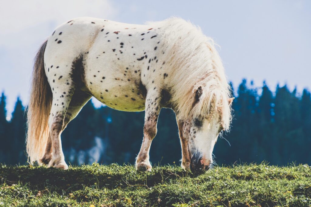 horse breeds