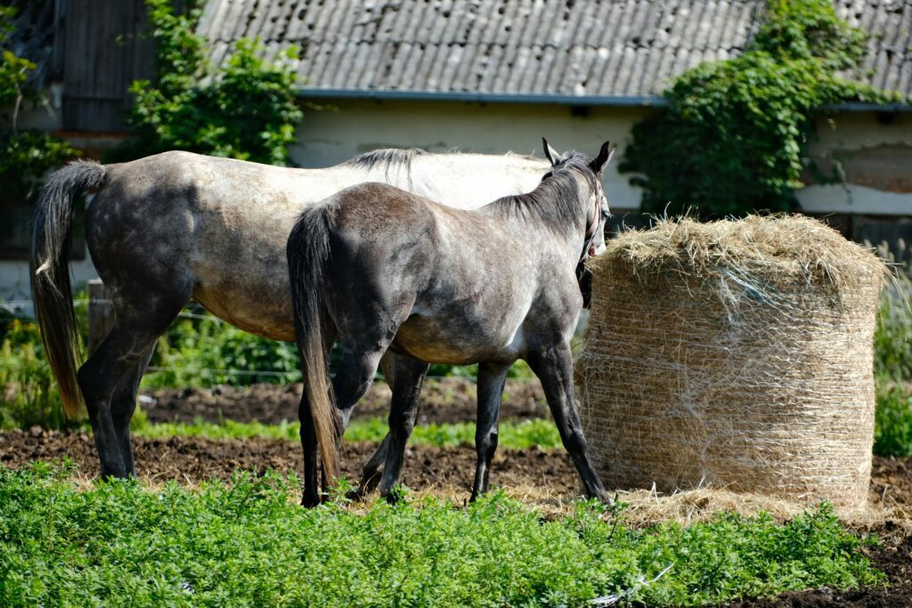 horse breeds