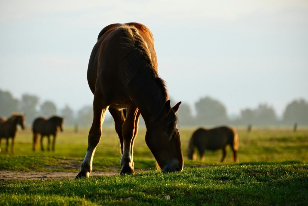 horse breeding