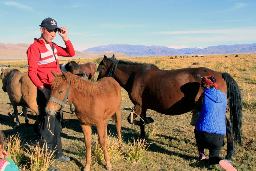 horse breeding