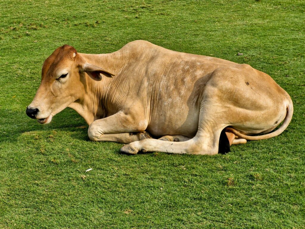 भारतीय गाय