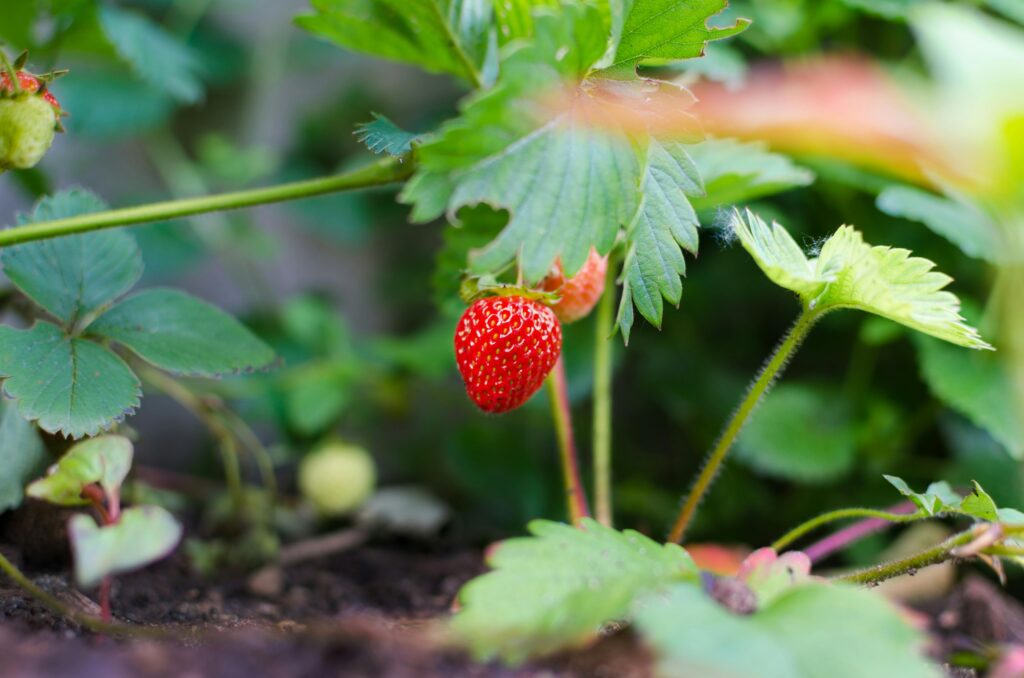 strawberry farming