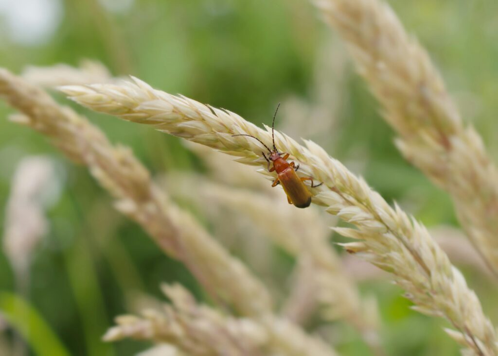 wheat farming