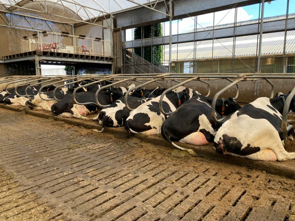 "Dairy farming cows resting inside a barn facility, selected in a photo gallery"