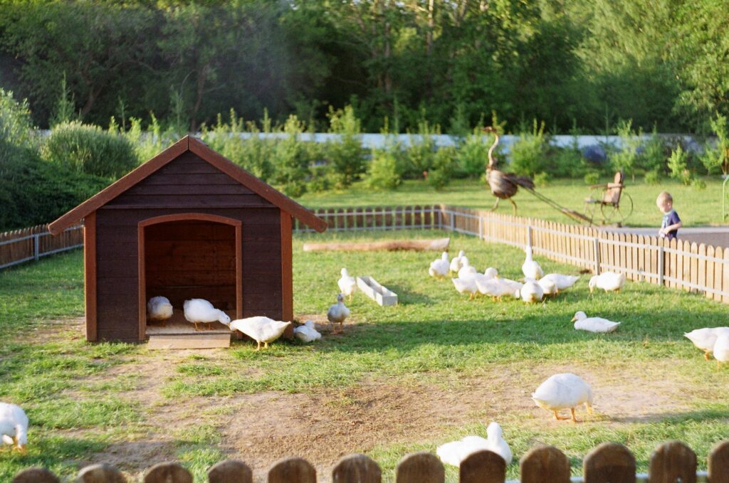 Duck farming setup with farm ducklings near a small shelter and pond in a rural environment