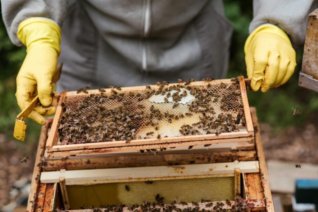 Beekeeper inspecting an open beehive box filled with honey bees in a honey farm