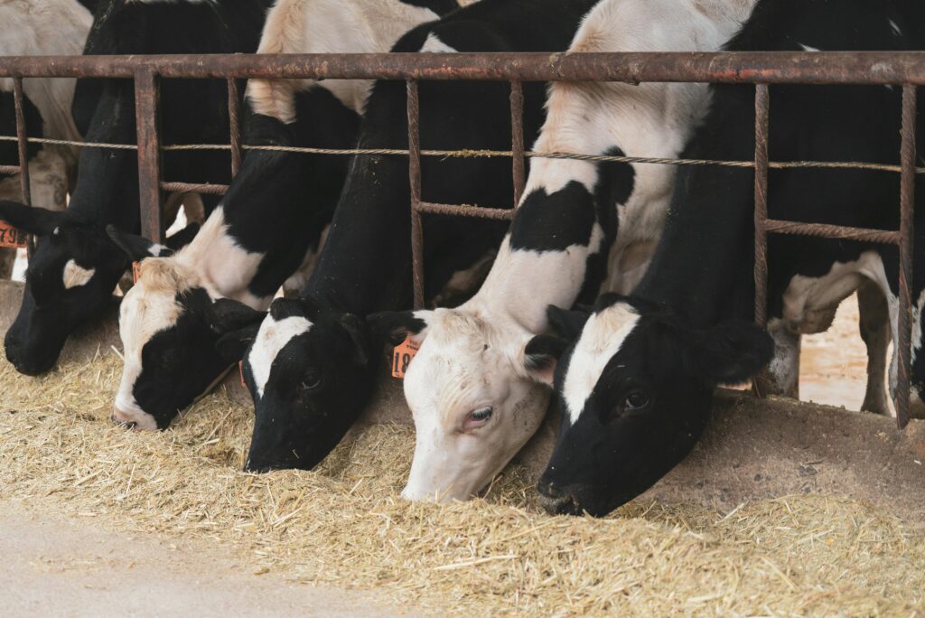 "Black and white Holstein cow feeding on hay or straw behind a metal fence inside a barn."
