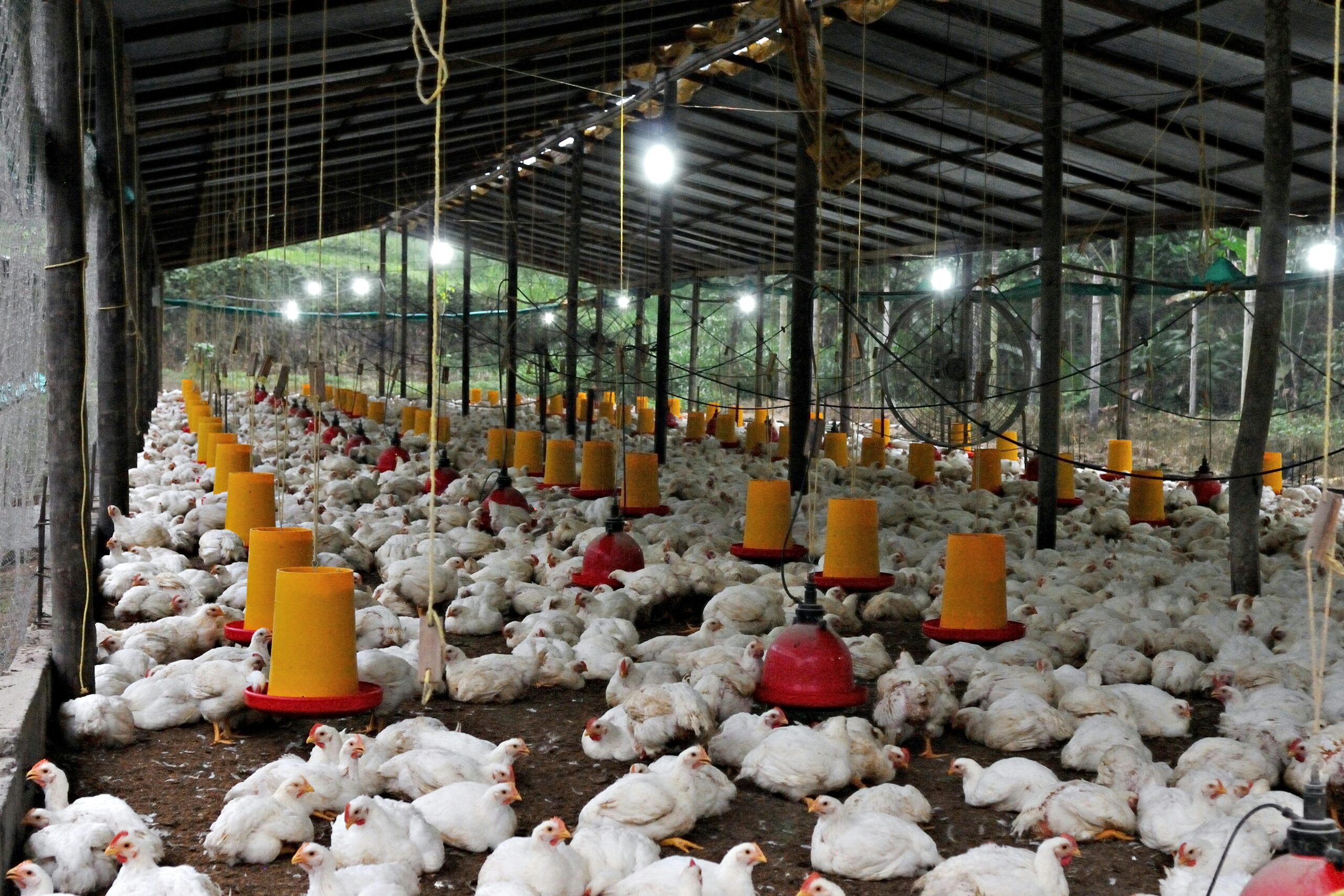 Selected image of a poultry farm showing Mastering chicken breeding
chickens inside a large shed with a blue check mark in the media library