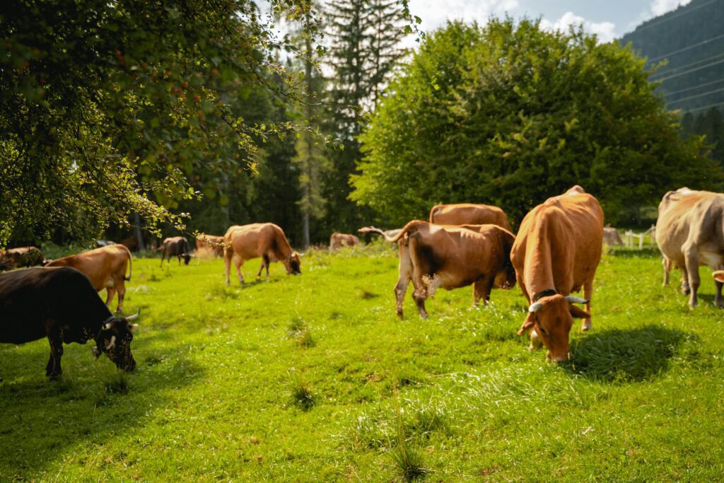 Cows eating cattle feed in a livestock farm