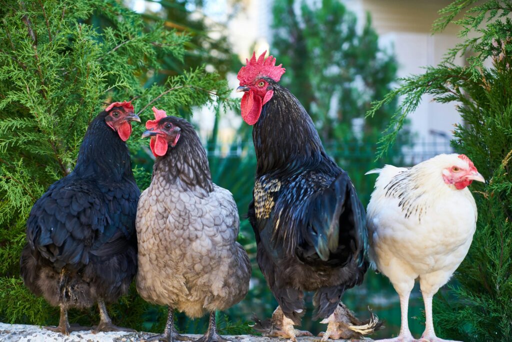 Group of chickens standing outdoors in a natural poultry farm environment