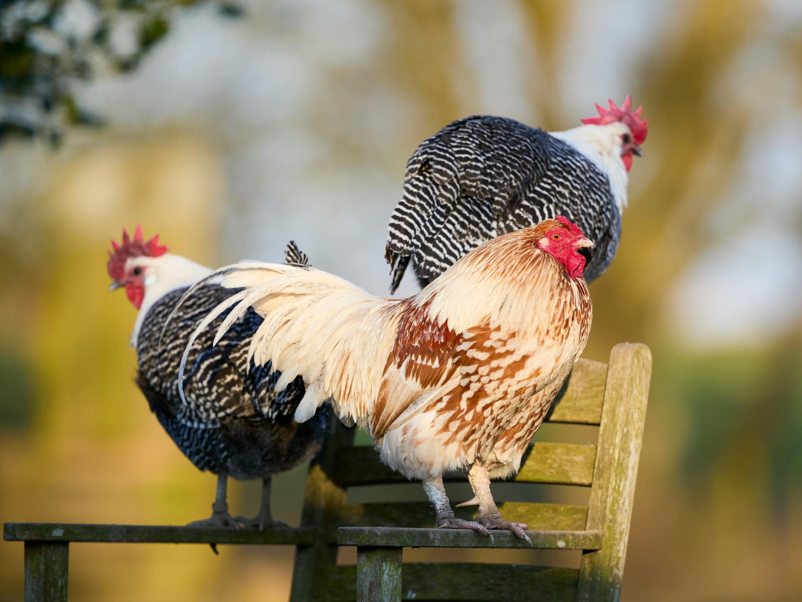 chicken breeding Handwritten notes or calculations on paper showing a close-up view of text and symbols