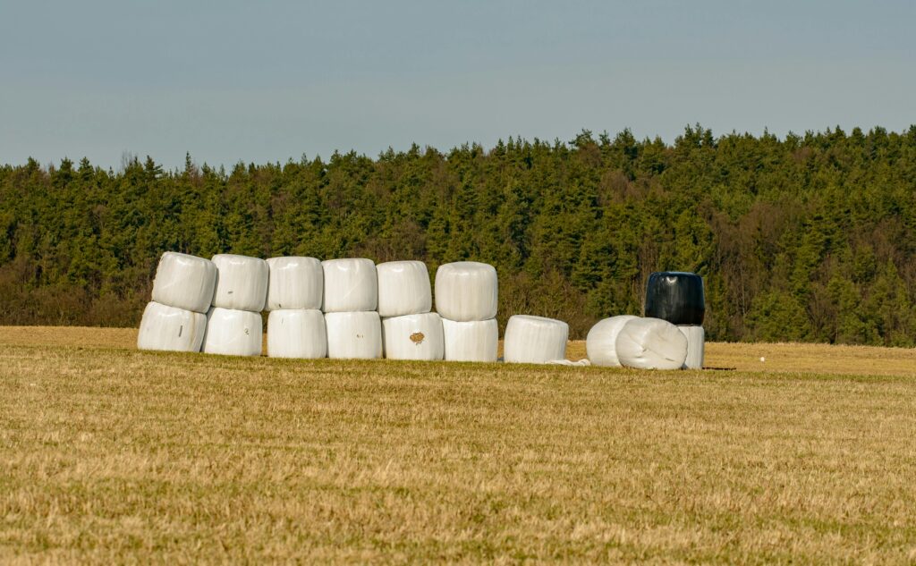 Wrapped silage bales stored in a field for livestock feed preservation