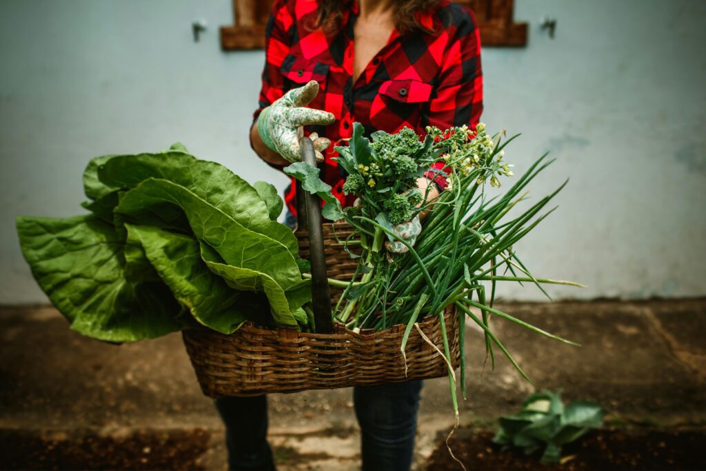  organic crop production Person holding a basket of freshly harvested vegetables in a digital image gallery.