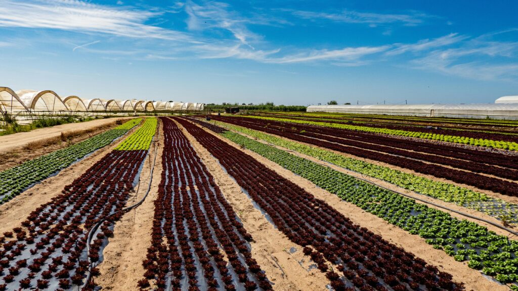 A cultivated agricultural field with long, parallel rows of soil and crops under a blue sky, shown within a highlighted selection box with a checkmark icon.