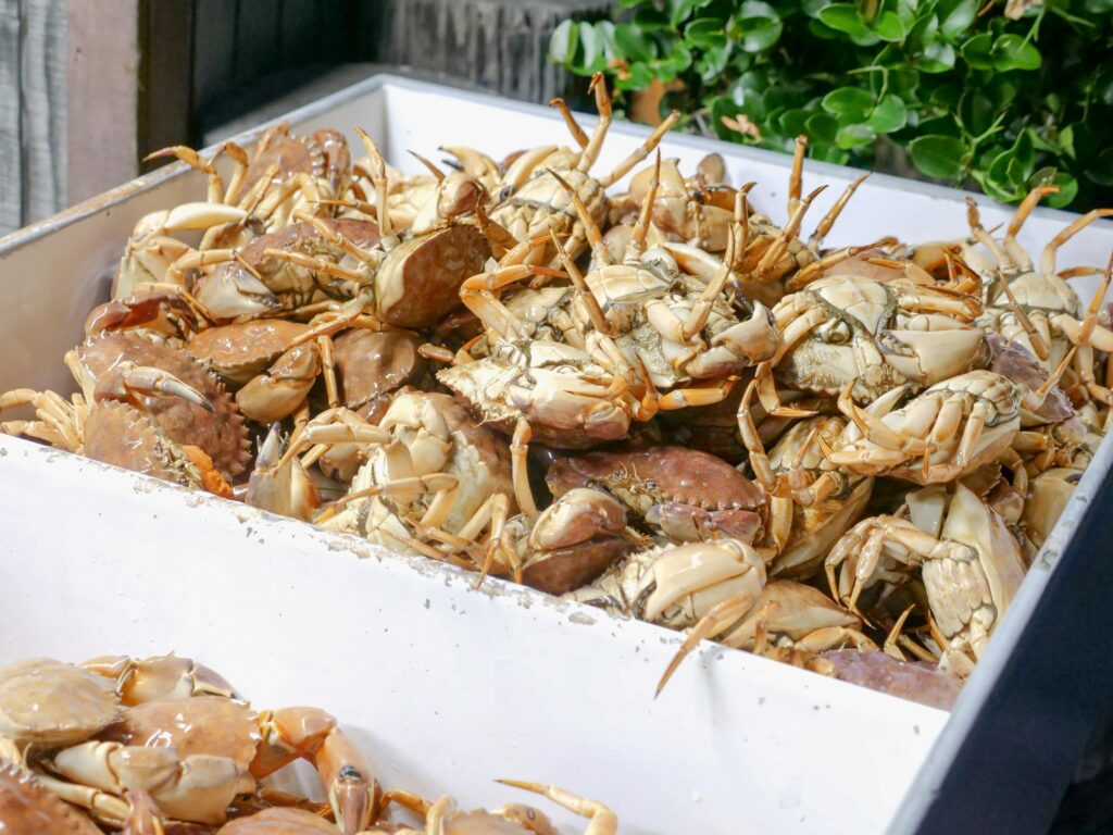 Mud crab farming harvest with multiple crabs collected in container