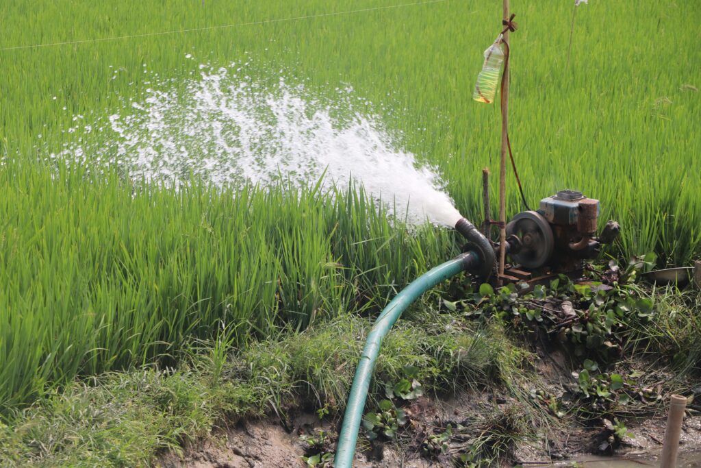 irrigation farming A water hose spraying mist over a lush green crop field or paddy,