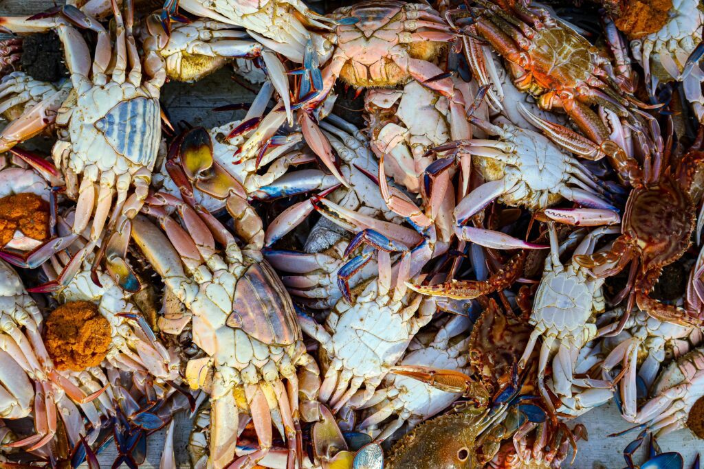 Fresh mud crabs with visible crab claws in bulk seafood collection