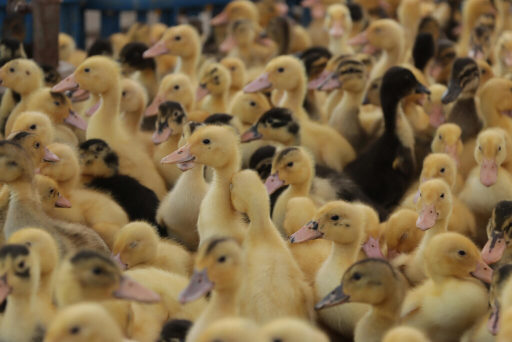 Farm ducklings group in duck farming setup for commercial production