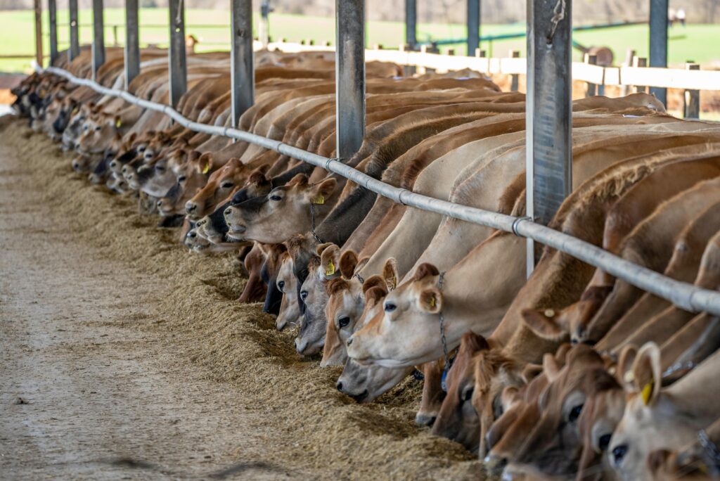 Cattle feeding in dairy farm with cows eating cattle feed in shed