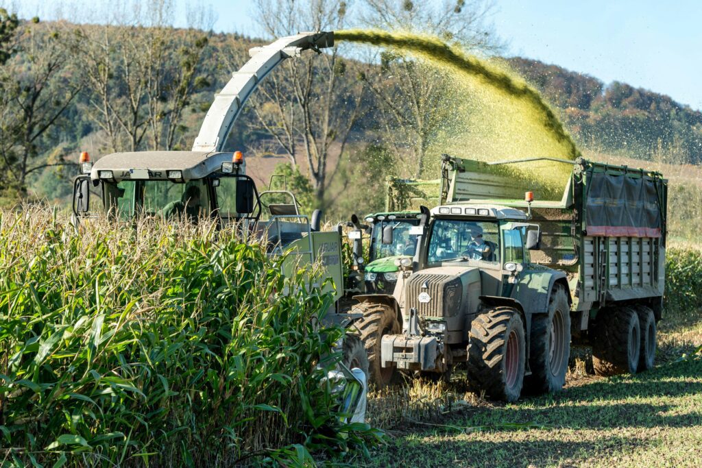 
Tractor harvesting maize crop and chopping corn for silage production in a field