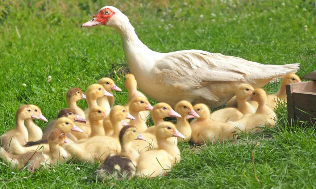 Duck farming with a mother duck and farm ducklings sitting on green grass