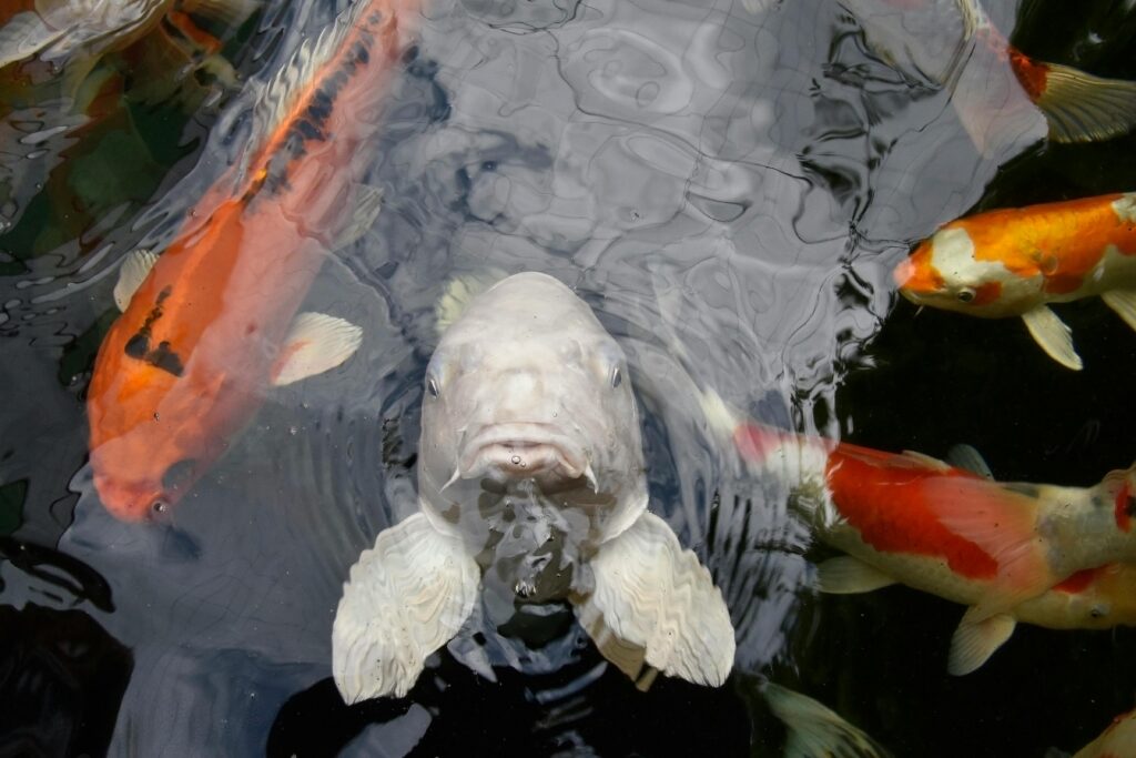 Close-up of a large fish swimming underwater, selected in a digital image gallery.
