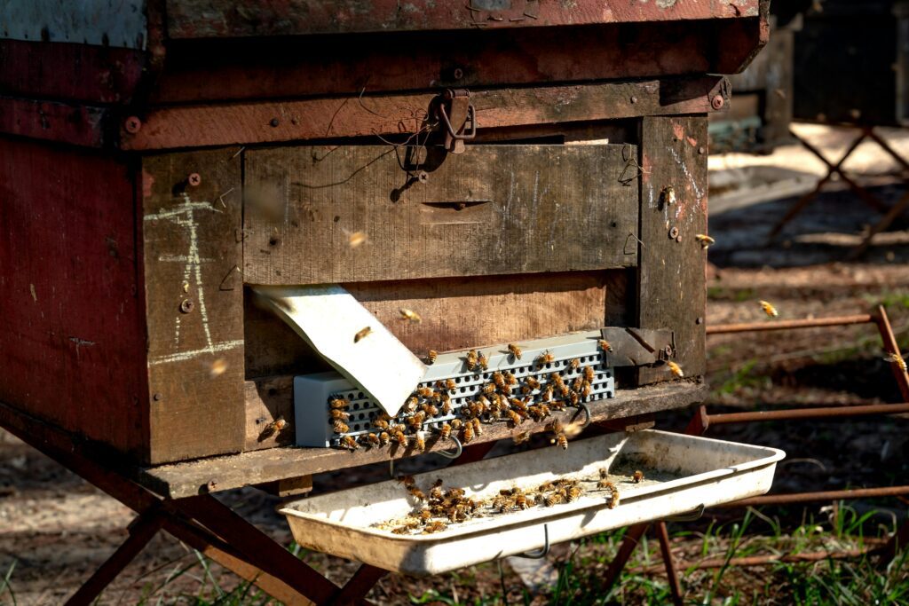 Close-up of a beehive entrance with honey bees entering and exiting in a honey farm