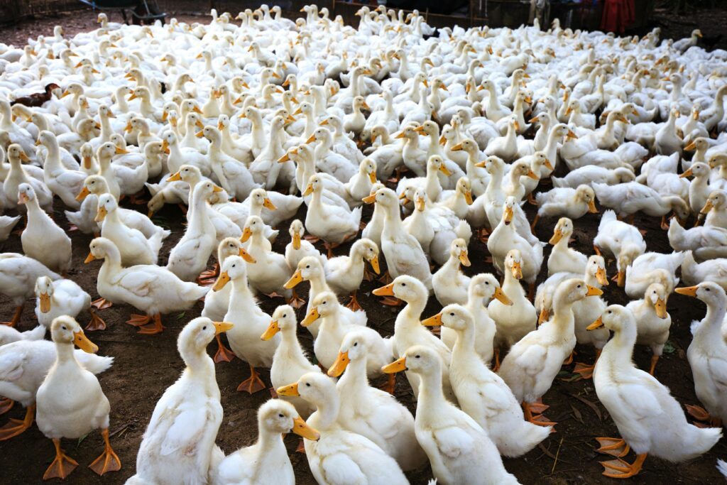 Large-scale duck farming with a flock of white ducks in a poultry farm