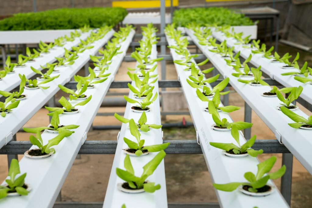 Rows of hydroponic plants growing in white channels inside a controlled farming system, selected on a screen.