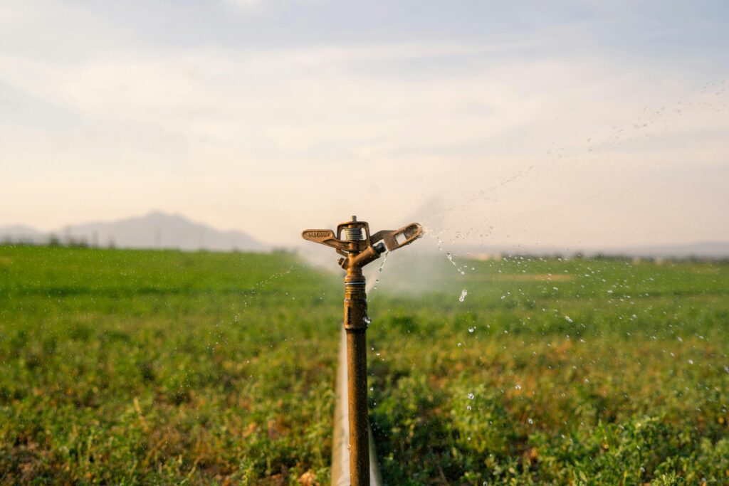 " Irrigation farming A sprinkler irrigation system on a wooden pole standing in a green crop field at dusk or dawn."
