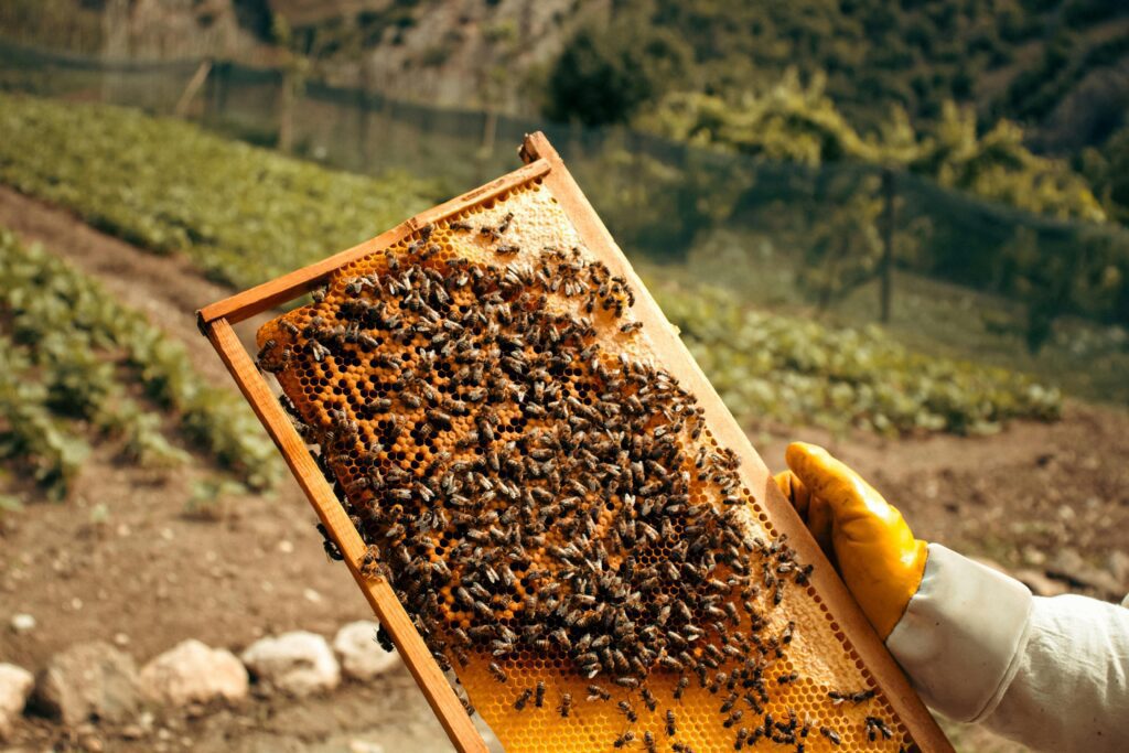 Close-up of a honey bee frame filled with bees being held by a beekeeper in a honey farm