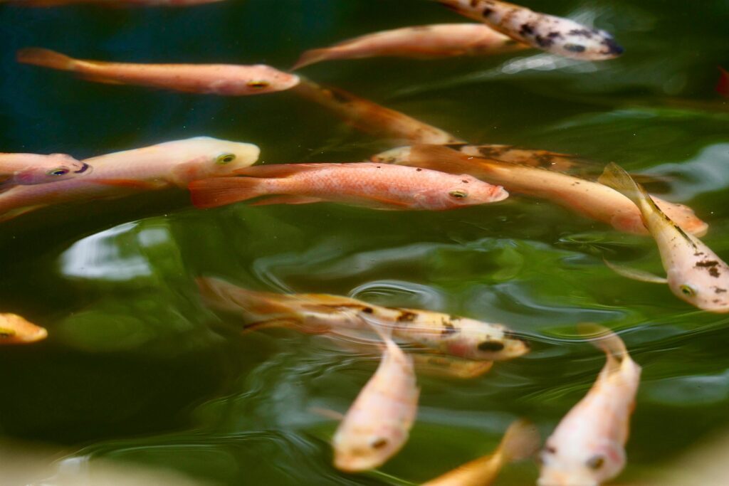 aquaponic farming Fish swimming in a pond or tank, selected in a digital image gallery.
