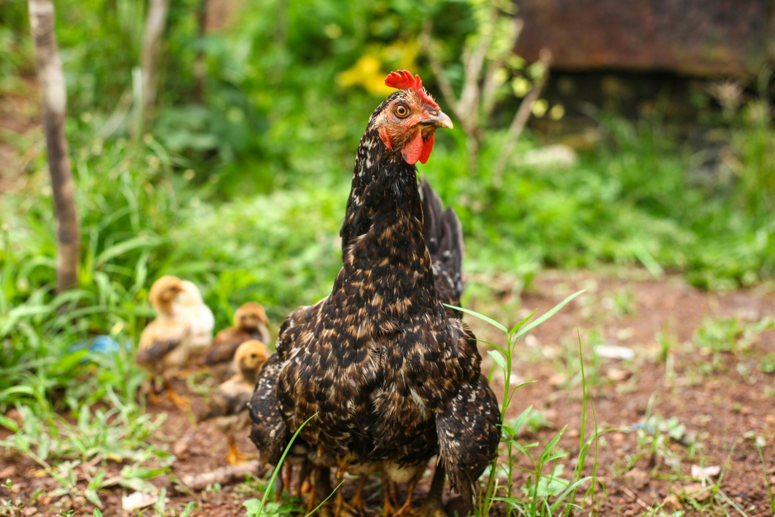 Selected image of a hen with chicks in a natural poultry farm setting with a blue check mark in the media library