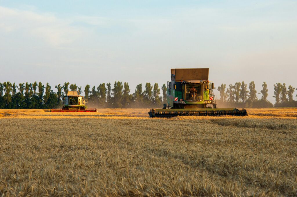 Two combine harvesters harvesting wheat in a large field under a clear sky.