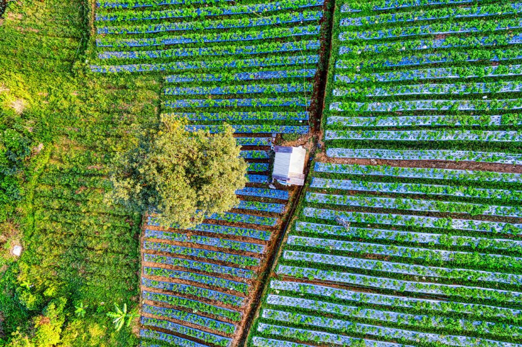 Aerial view of organized crop rows covered with plastic mulch surrounding a small farm structure and a tree.