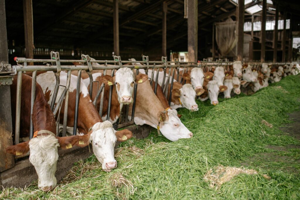 dairy farming "Brown and white cows feeding on green grass inside a barn, selected in a WordPress Media Library."