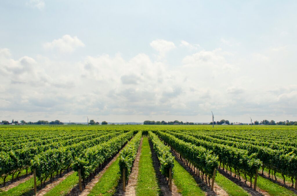 agriculture and farming