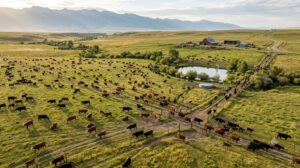 beef cattle herd rebuilding